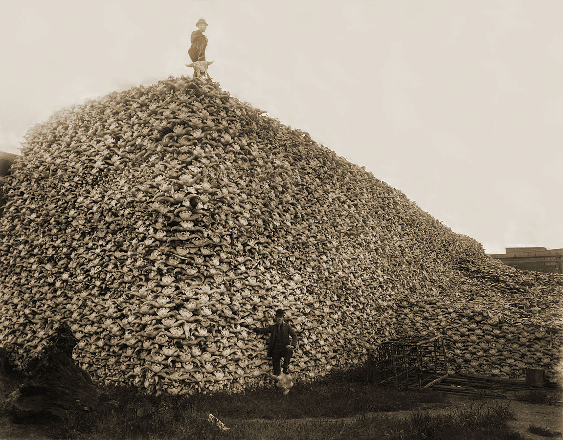 File:Mound of American bison skulls circa 1892.jpg