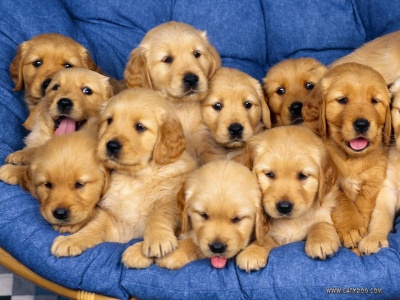 File:Al-Andalusian Puppies.jpeg