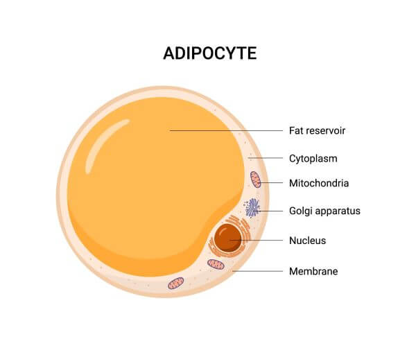 Fat-cell-structure.jpg