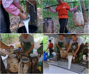 Image 1: The worker pours latex from collection cup into a bucket. Image 2: The worker hauls two jugs of latex on their shoulders. Image 3: Workers at collection station prepare the latex for weighing. Image 4: Workers at collection station pour the latex jugs into a filtration tank.