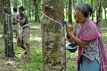 Workers in Tripura, India, harvesting natural rubber. Circa 2014