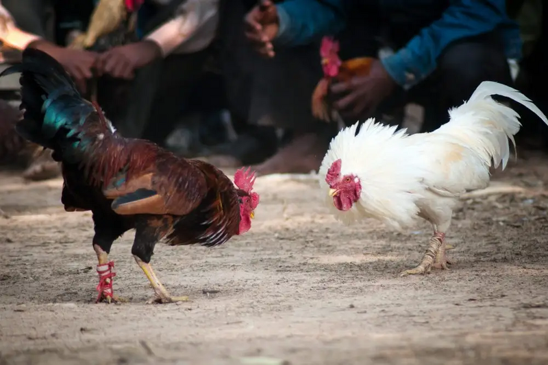 File:Cockfight.webp